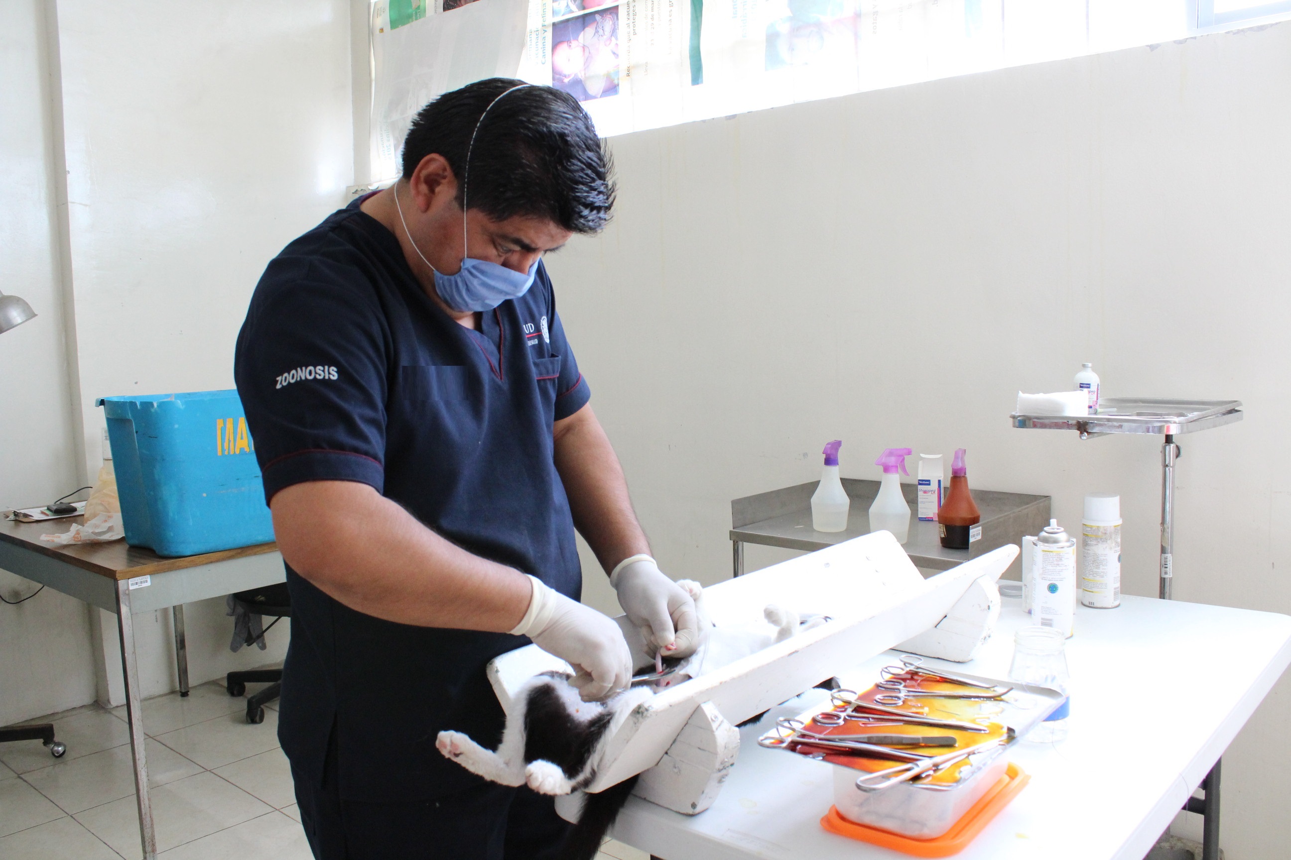 Realizará SESA campaña masiva de esterilización canina y felina